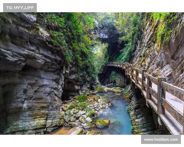 永歌森林:探秘跨越时空的神秘自然奇观与生态奇迹 永歌森林:探秘跨越时空的神秘自然奇观与生态奇迹