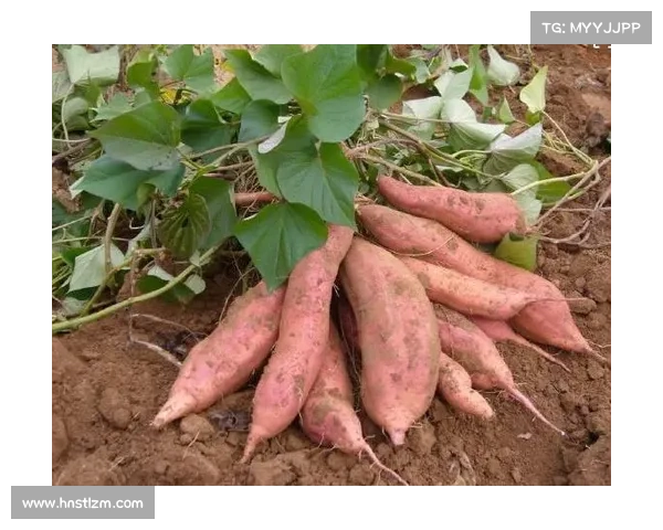 红石榴栽培与养护全攻略助你实现丰收果实的秘诀 红石榴栽培与养护全攻略助你实现丰收果实的秘诀